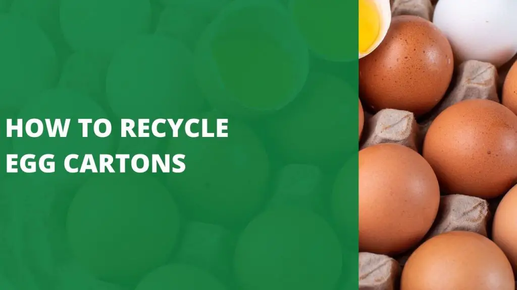 How To Recycle Egg Cartons [best And Effective Ways] Green Bag Pickup